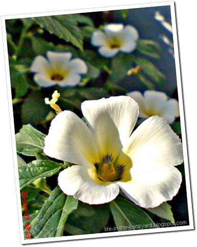 white alder Turnera subulata bunga pukul delapan 08