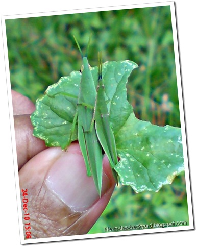 Grasshopper mating_Atractomorpha crenulata 6