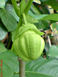 Passiflora quadrangularis_Markisa Besar_Erbis_Giant Granadila 29