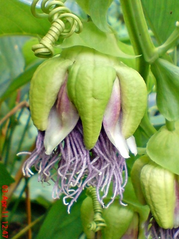 [Passiflora quadrangularis_Markisa Besar_Erbis_Giant Granadila 32[4].jpg]