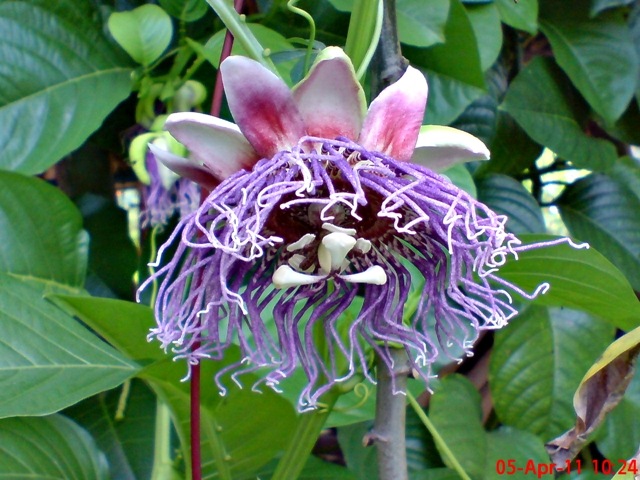 [Passiflora quadrangularis_Markisa Besar_Erbis_Giant Granadila 03[4].jpg]