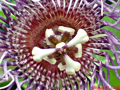 Passiflora quadrangularis_Markisa Besar_Erbis_Giant Granadila 26