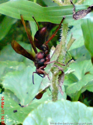 [green grasshopper attacked by wasp 1[7].jpg]