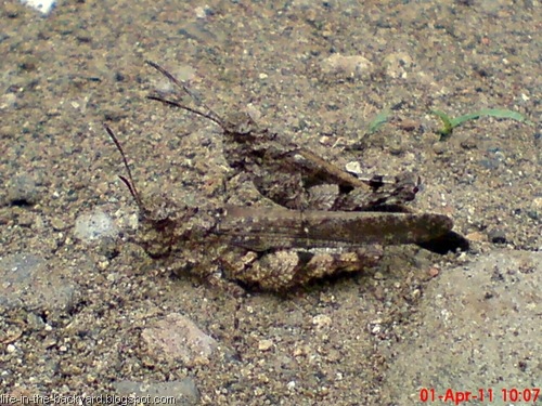 [brown grasshopper mating 11[7].jpg]