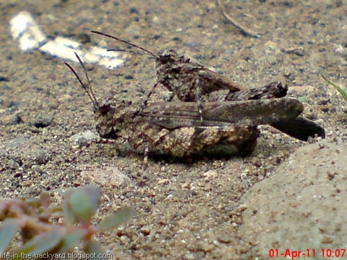 [brown grasshopper mating 10[7].jpg]