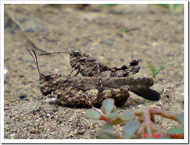 brown grasshopper mating 12