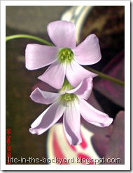Oxalis triangularis_False Shamrock 2 Oxalis triangularis_False Shamrock 2