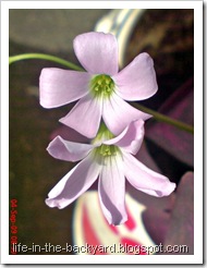 Oxalis triangularis_False Shamrock 2