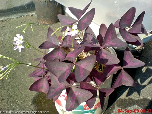 [Oxalistriangularis_FalseShamrock17.jpg]