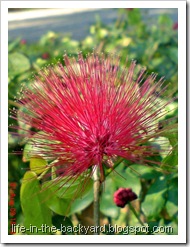 Calliandra tergemina_Kaliandra_Powderpuff Plant 01