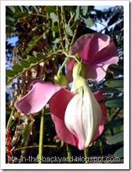 Sesbania grandiflora_turi merah 19 Sesbania grandiflora_turi merah 19
