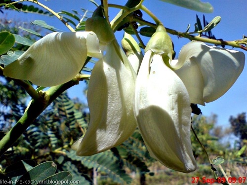 [Sesbania grandiflora_turi putih 09[12].jpg]