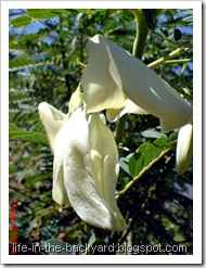 Sesbania grandiflora_turi putih 19