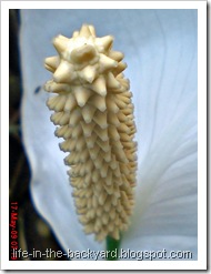 Spathiphyllum wallisii_Peace Lily 03
