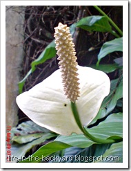 Spathiphyllum wallisii_Peace Lily 06