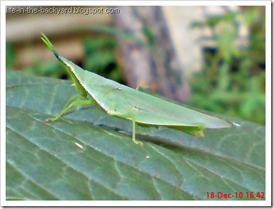 A female Red base-winged vegetable grasshopper