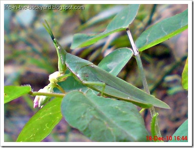 A female Red base-winged vegetable grasshopper 2