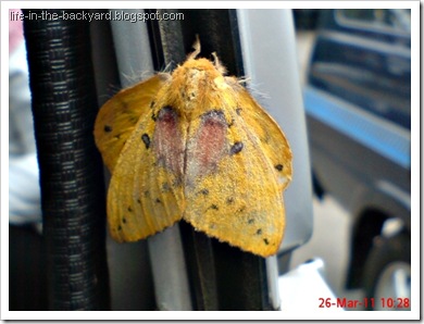 Trabala ganesha_Ngengat_Moth Trabala ganesha_Ngengat_Moth