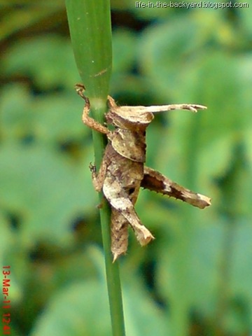 [brown grasshopper5[7].jpg]