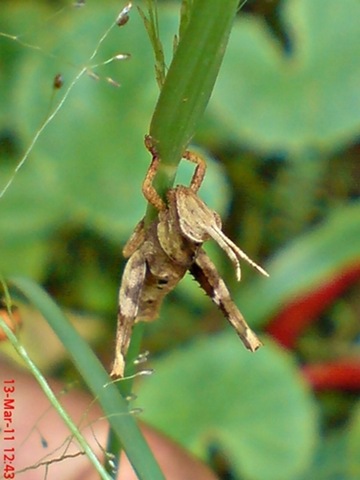 [brown grasshopper9[8].jpg]