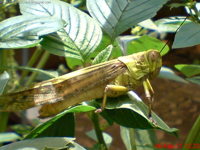 [Valanga nigricornis_Javanese Grasshopper_belalang kayu[10].jpg]