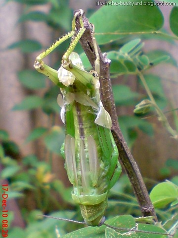 [grasshopper molting 3[8].jpg]