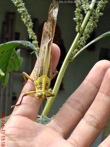 [Valanga nigricornis_Javanese Grasshopper_belalang kayu 10[7].jpg]