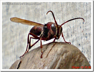 Polistes tenebricosus_Paper Wasp 5 Polistes tenebricosus_Paper Wasp 5