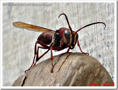 Polistes tenebricosus_Paper Wasp 5