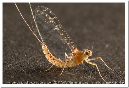 mayfly mayfly