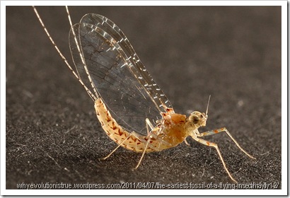 mayfly