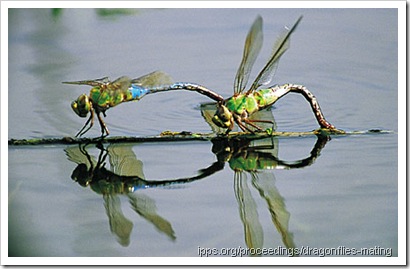 Dragonflies-mating