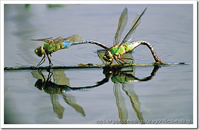 Dragonflies-mating Dragonflies-mating