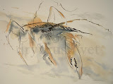 Dungeness Crab Limited Edition Print