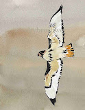 Red-tailed Hawk Limited Edition Print