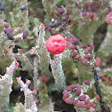 Roodbekermos