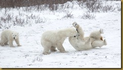 polar bears