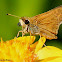 Delaware skipper