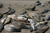 Elephant seals