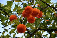 Oranges