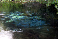 Fish at Silver Glen