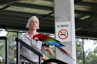 Macaw