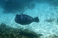 IMGP7951.JPG