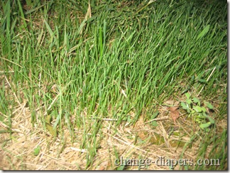 grass close up sept 8