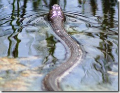 black swamp  snake ocracoke 50906