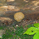 Common Earthball, False Puffball  Scleroderma citrinum