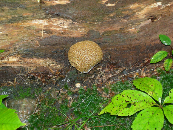Spotting Image 1