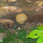 Common Earthball, False Puffball  Scleroderma citrinum