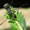 Uknown Hemiptera