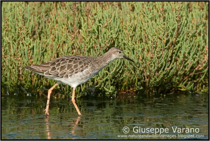                    © Giuseppe Varano   www.natureandwildlifeimages.blogspot.com